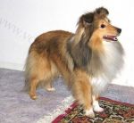 Dino vom Streitholz 1 Sheltie